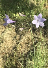 Triteleia