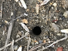 Cicindela punctulata