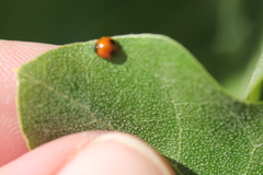 Exochomus marginipennis