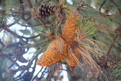 Cronartium conigenum