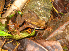 Atelopus nahumae
