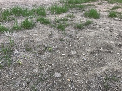 Cicindela punctulata