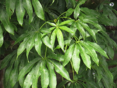 Ceiba pentandra