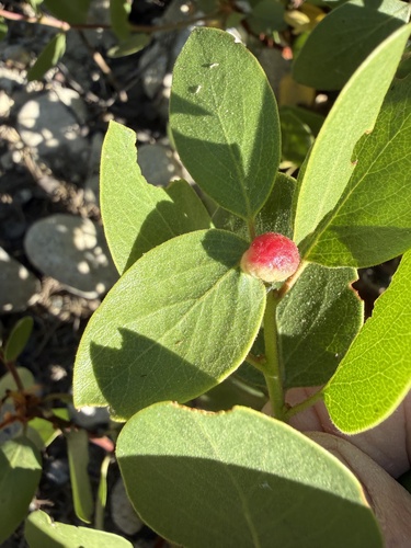 iNaturalist observation photo of Manzanita Leafgall Aphid