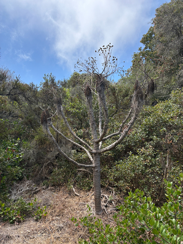 iNaturalist observation photo of giant coreopsis