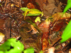 Atelopus nahumae