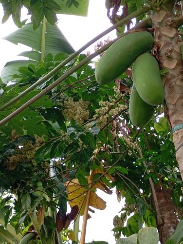 Papaya