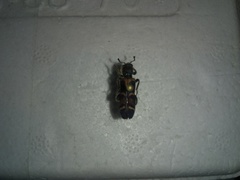 Trichodes peninsularis