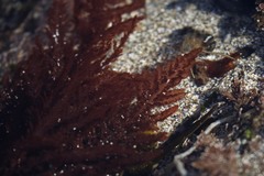 Neoptilota densa