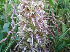 Himantoglossum hircinum