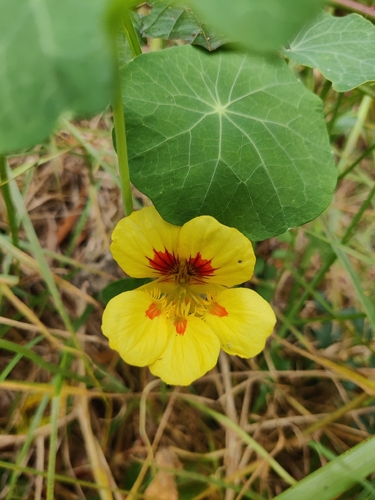 Tropaeolum majus observed 2026-07-30