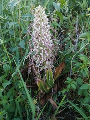 Himantoglossum hircinum