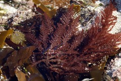 Neoptilota densa