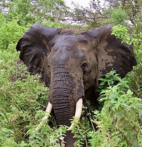 African Savanna Elephant