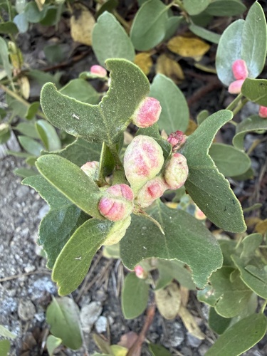 iNaturalist observation photo of Manzanita Leafgall Aphid