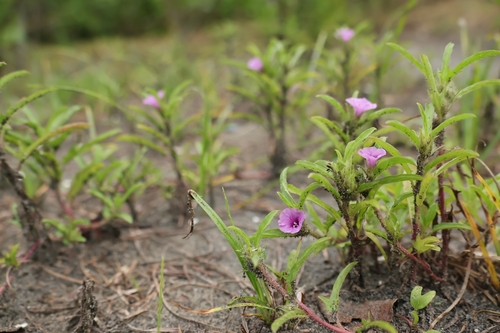 Ipomoea polymorpha observed 2026-07-30