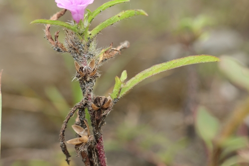 Ipomoea polymorpha observed 2026-07-30