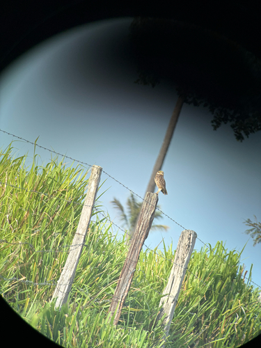 Burrowing Owl