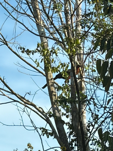 White-crested Guan