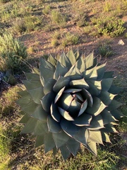 Agave shawii shawii