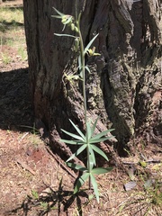 Fritillaria brandegeei