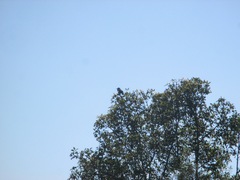 Corvus corax sinuatus