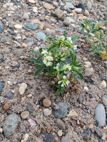 White Sweetclover