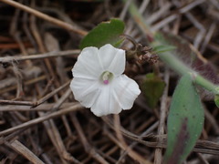 Ipomoea biflora