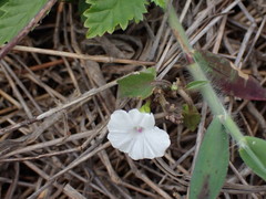 Ipomoea biflora