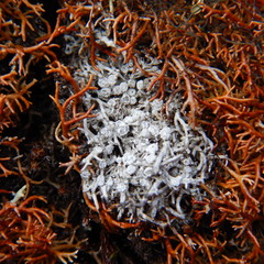 Lepra panyrga