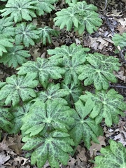 Podophyllum peltatum