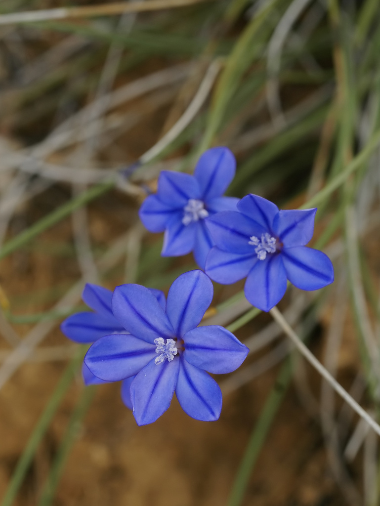 Aphyllanthes
