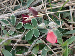 Tephrosia obovata