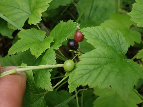 Ribes hudsonianum, photograph 3