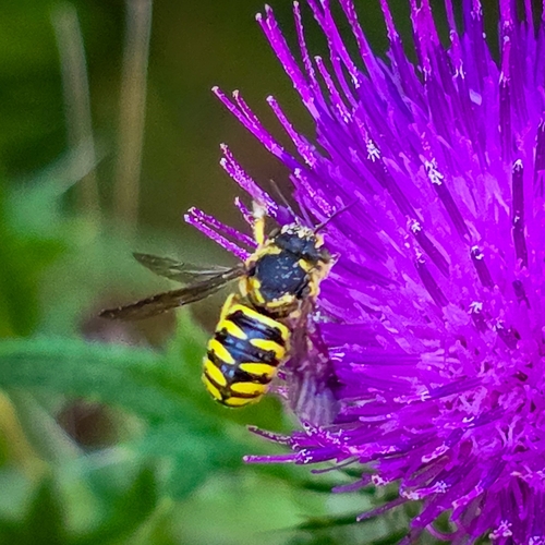 iNaturalist observation photo of Pebble bees