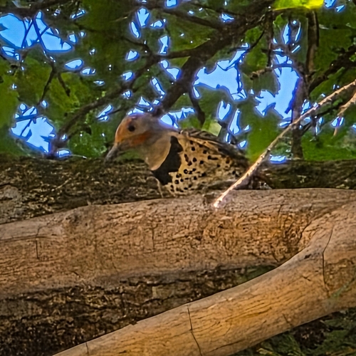 iNaturalist observation photo of Northern Flicker