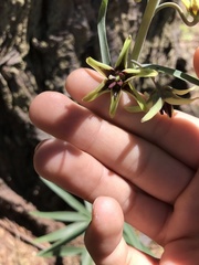 Fritillaria brandegeei