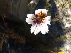 Salpiglossis sinuata
