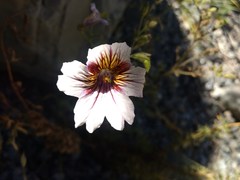 Salpiglossis sinuata