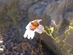 Salpiglossis sinuata