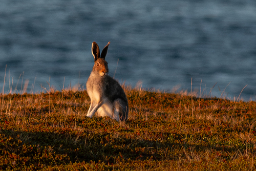 Mystery Animal