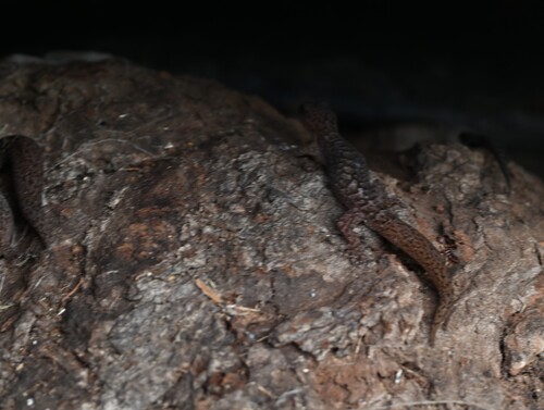 Southern Marbled Gecko