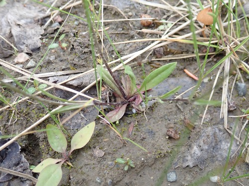 Gentianopsis detonsa, photograph 1