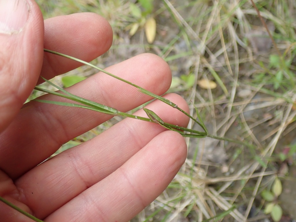 Gentianopsis detonsa; photograph (c) Donald Hampton, some rights reserved (CC BY-SA)