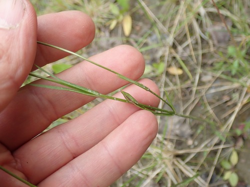 Gentianopsis detonsa