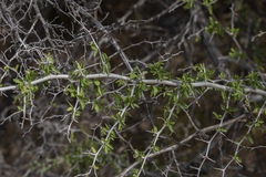 Condalia globosa pubescens