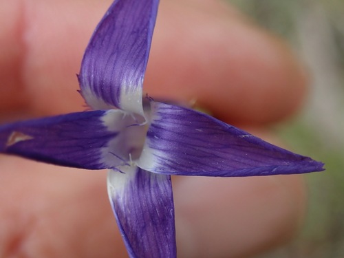 Gentianopsis detonsa, photograph 3