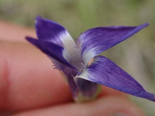 Gentianopsis detonsa, photograph 4