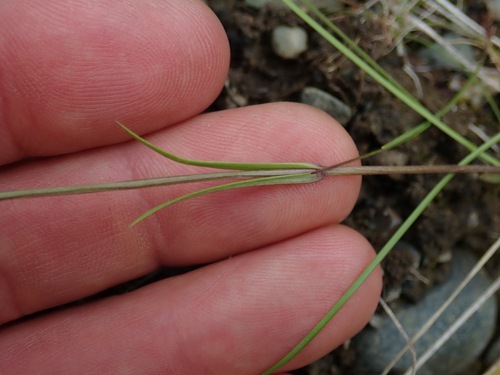 Gentianopsis detonsa, photograph 2
