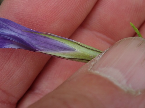 Gentianopsis detonsa, photograph 5